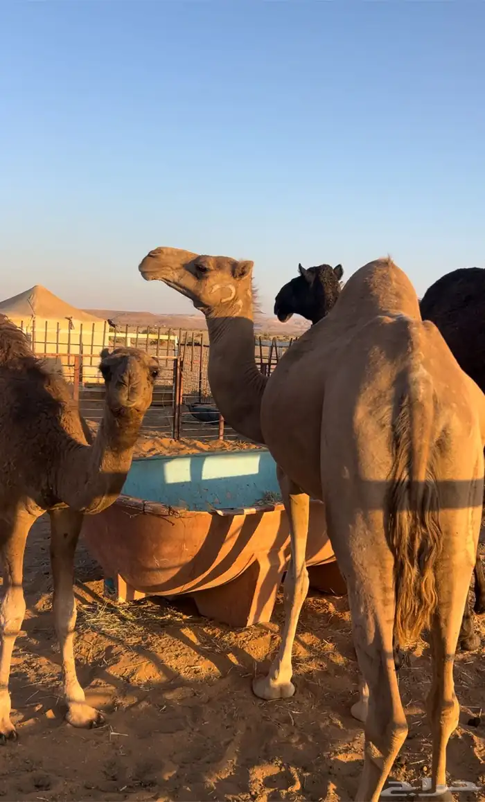 ناقه ساحليه خلفه 1