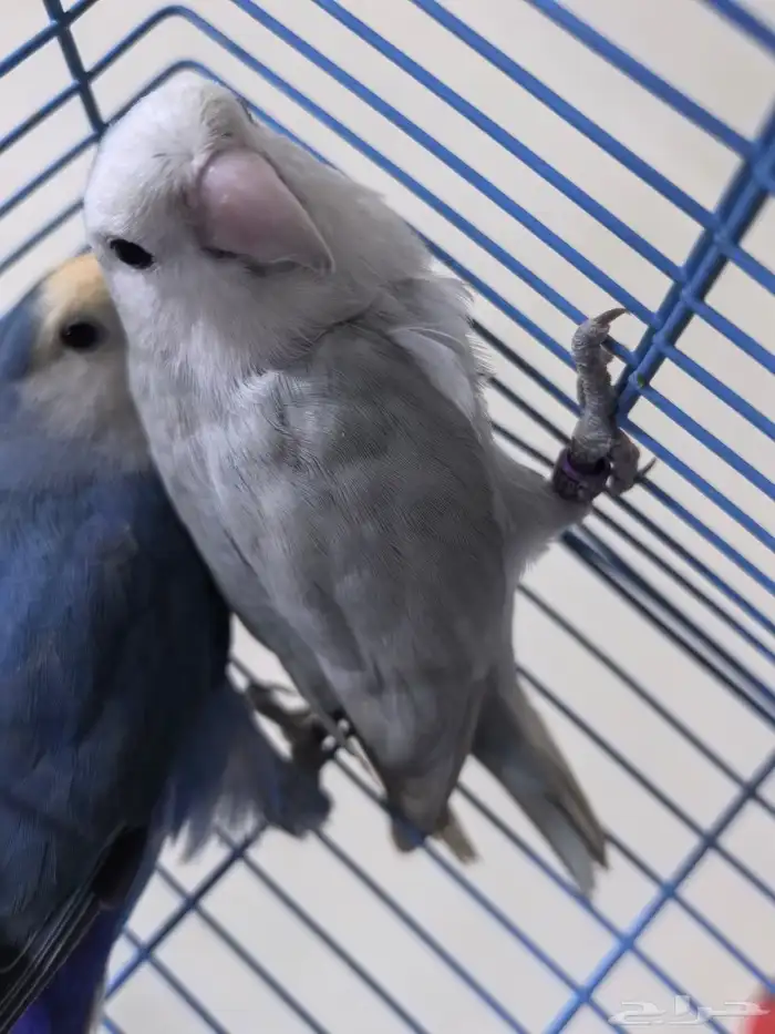 ذكرين روز شرط للبيع 4