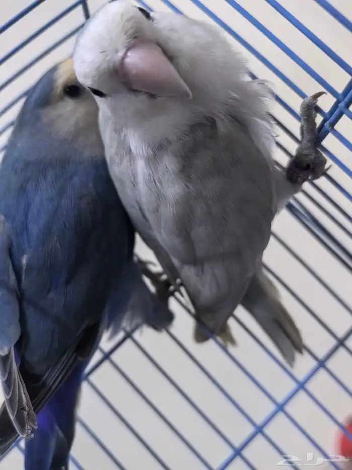 ذكرين روز شرط للبيع 2