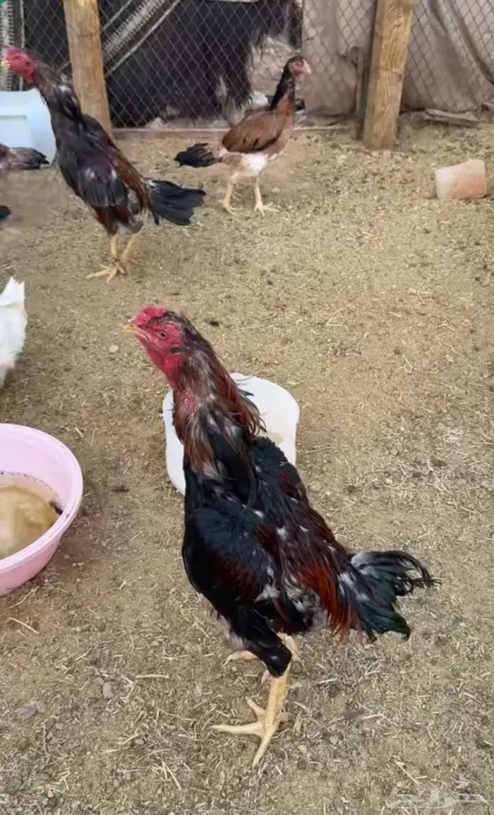 ديك و دجاج شامو يباني للبيع 4