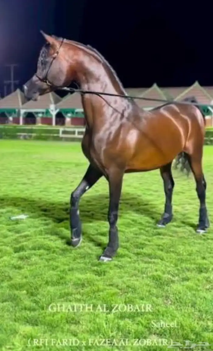 ابن غيث الزبير متاح للتشبيه 0