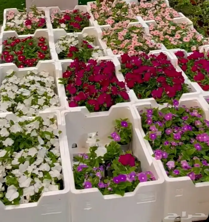 الطائف. الحوية رحاب 6