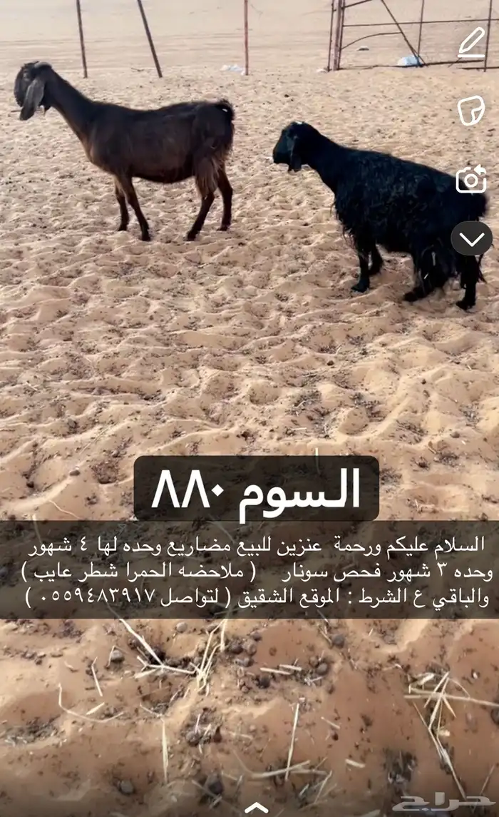 معزا للبيه 0