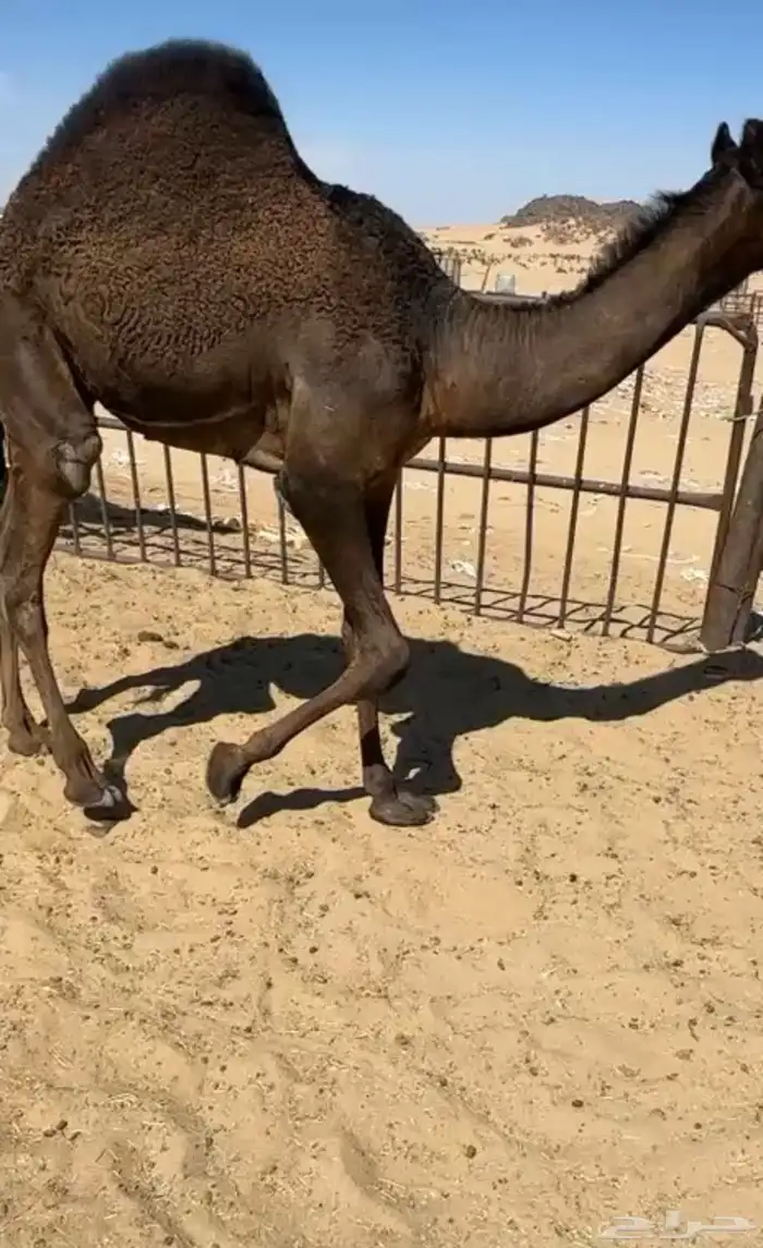 قعدان وبكار للبيع كفو فل مغلقه للبيع التواصل اتصال 1