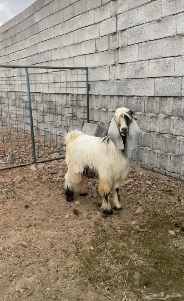 تيس جذع ذبيحه 1