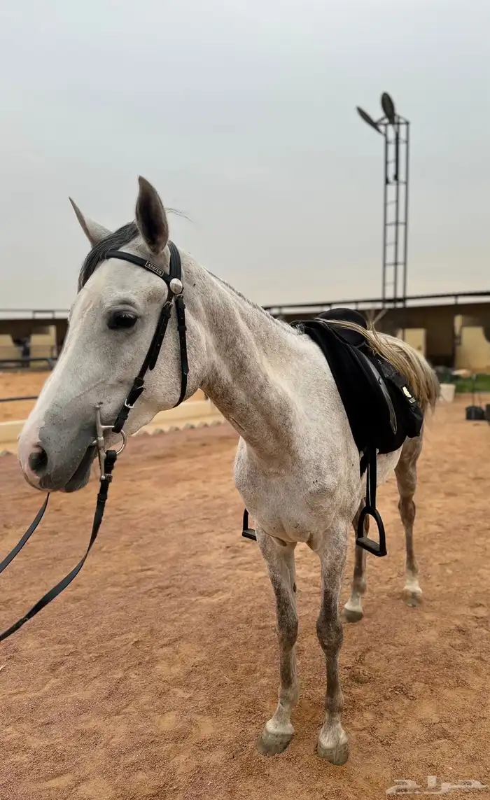 فرس شعبيه شيخه 1