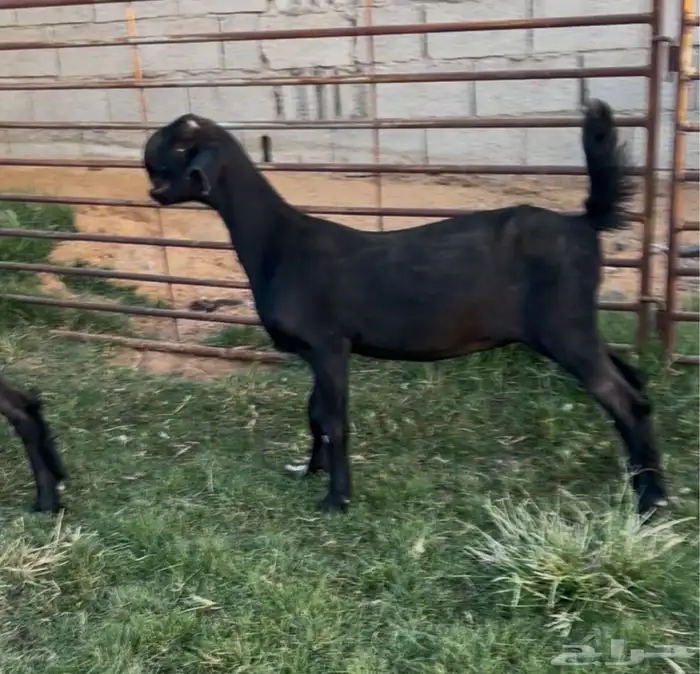 جفرتين شاميات سود توم 0