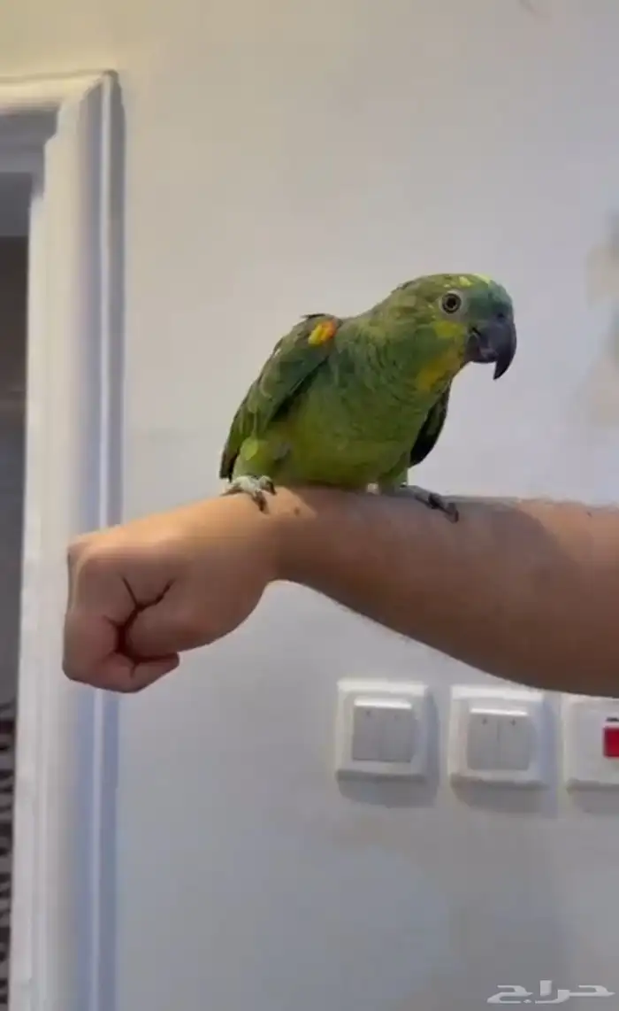 ببغاء امزوني بلو فرنتد 3