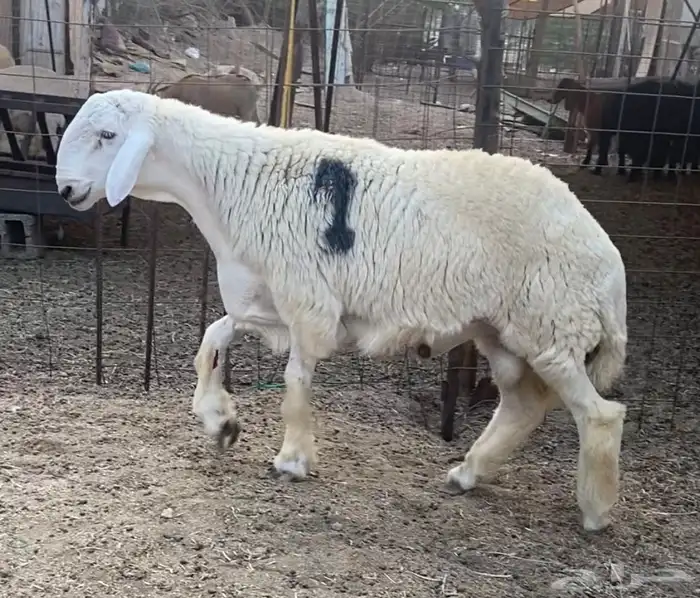 مشاريع فحول حريه صنف الصنف 1