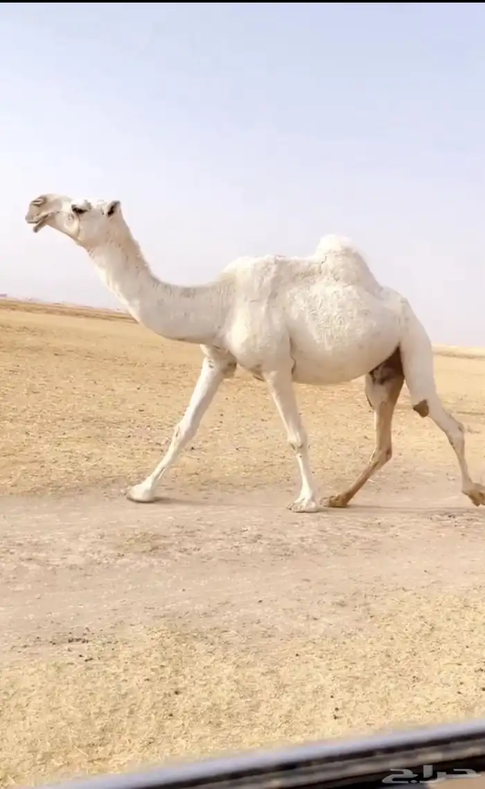 اللقحه الوضحا الكفو 3