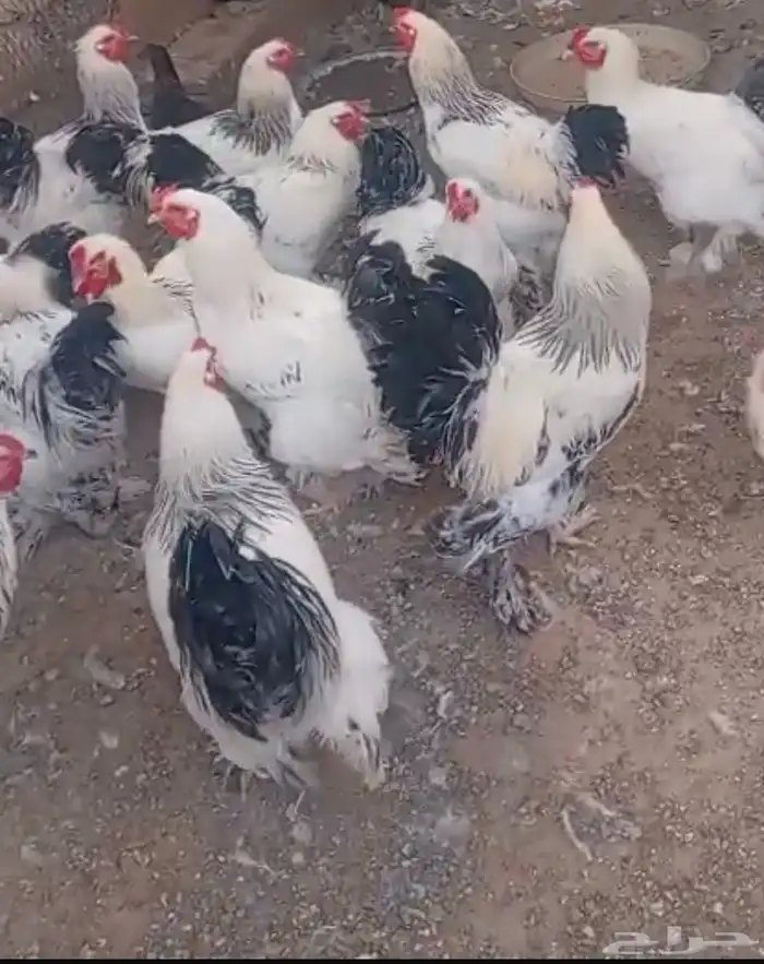 براهما ديوك 0