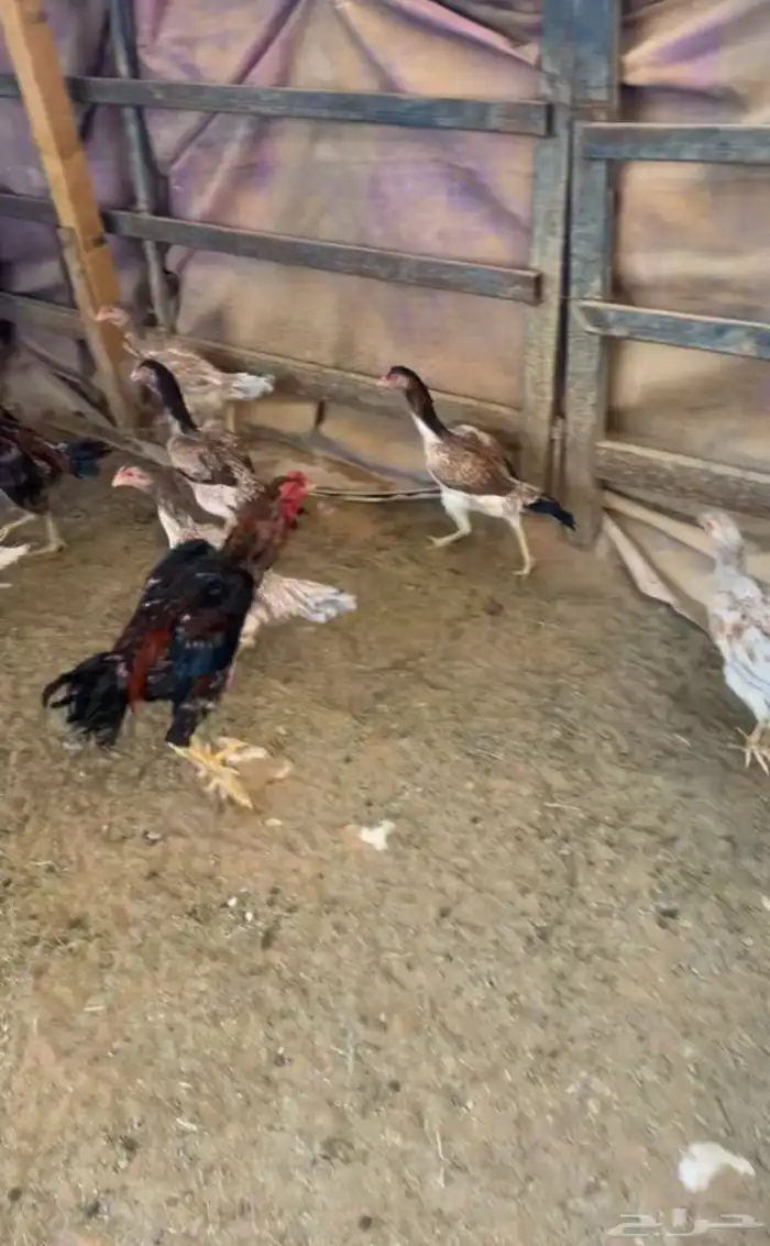 ديك و دجاج شامو يباني للبيع 8