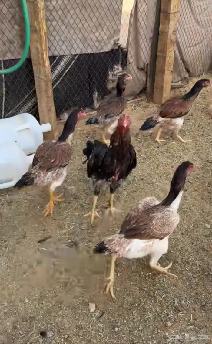 ديك و دجاج شامو يباني للبيع 6