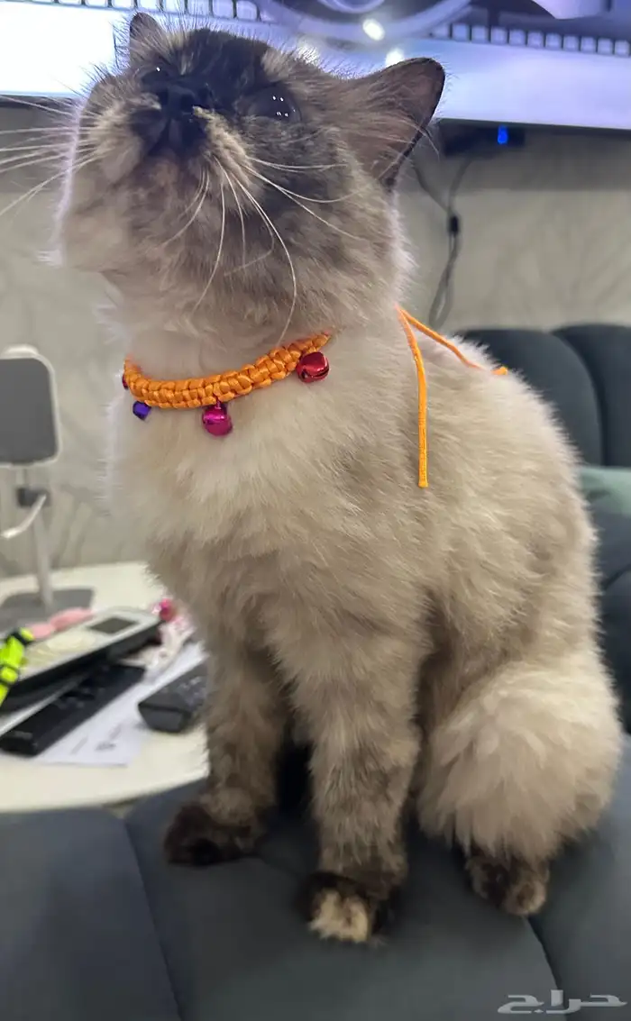 قطة هملايا بيور للبيع 3