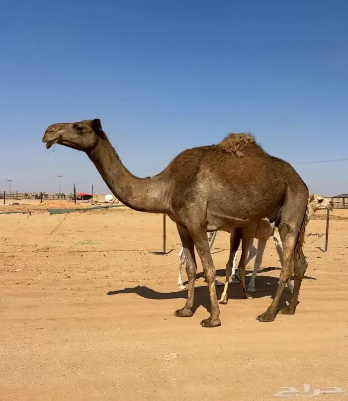 عشرا شعلا معها بكره 5