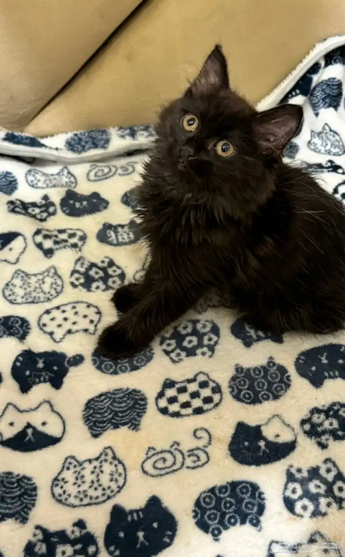 قط شيرازي اسود للتبني 0