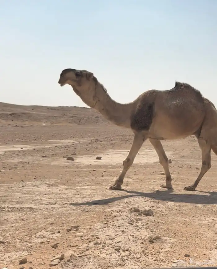 بعير ااحمر 1