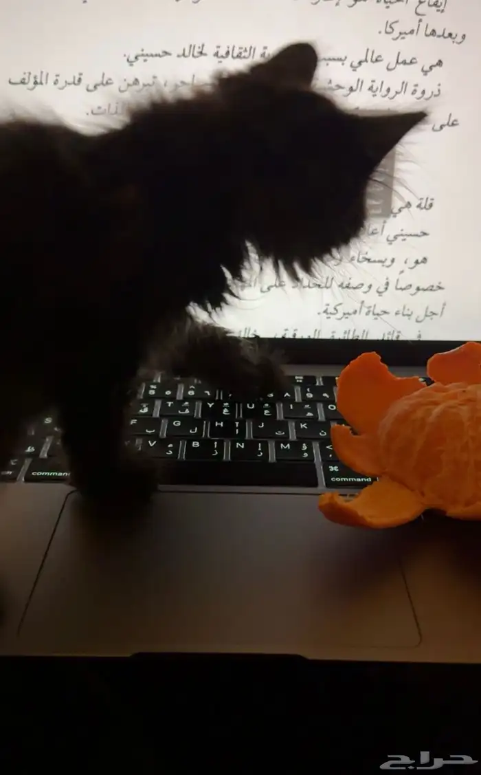 قط شيرازي اسود للتبني 3