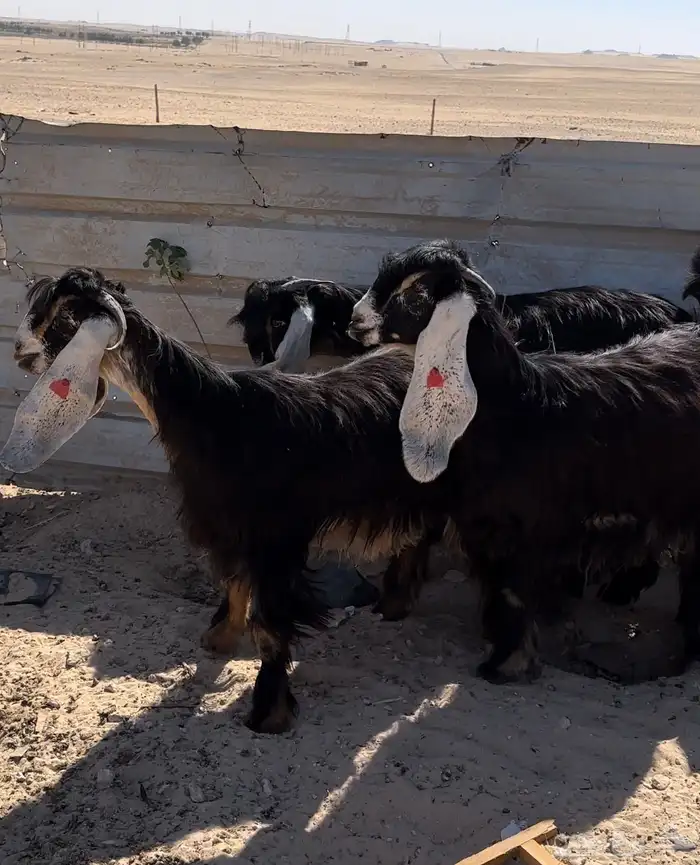 جفار عوارض طيبة 4