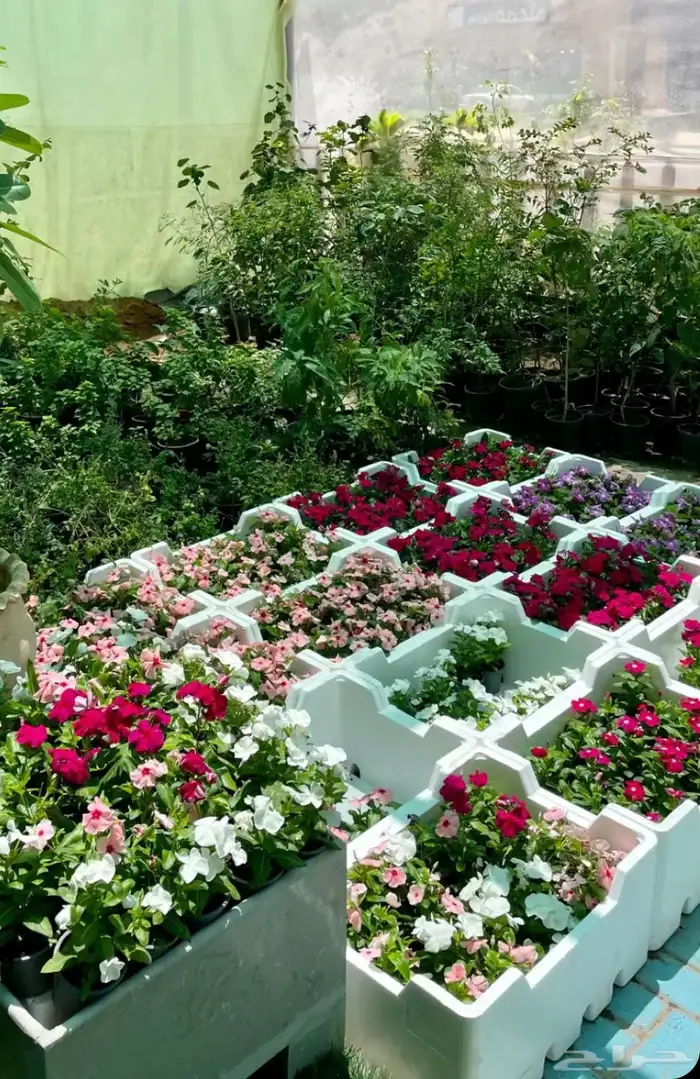 الطائف. الحوية رحاب 7