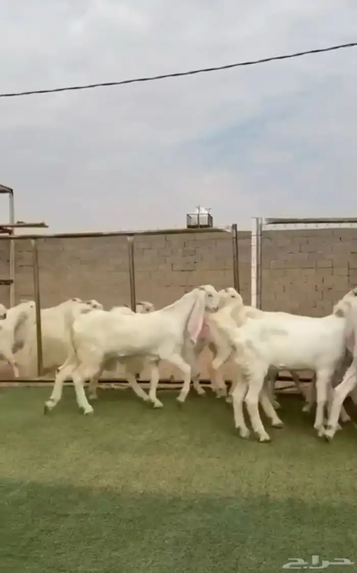 جفار بيض مطورات ناادره 0