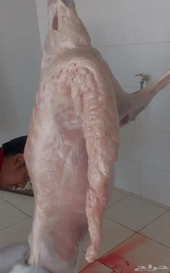 خرفان سواكن مخص اه تربيه شرق خميس مشيط 1