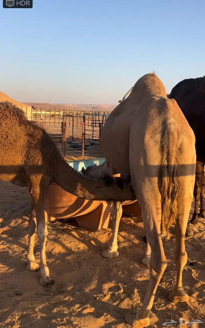 ناقه ساحليه خلفه 2