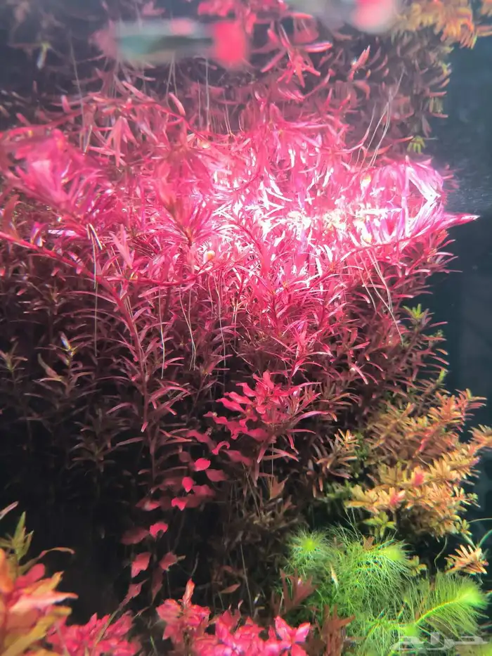 نبات مائية لأسماك الزينة عرض النصف على الروتالا ريد بلد 0