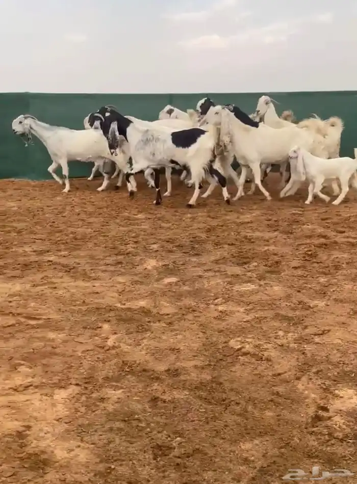 معزا مطورات 0