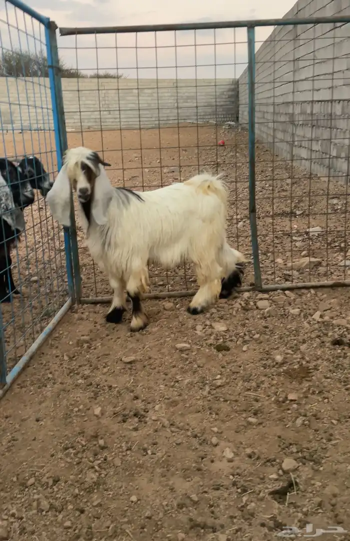 تيس جذع ذبيحه 0