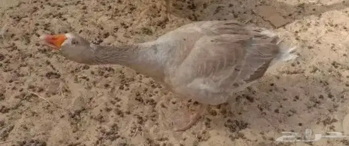 مطلوب اناثي وز بلدي نفس اللي بالصور 2