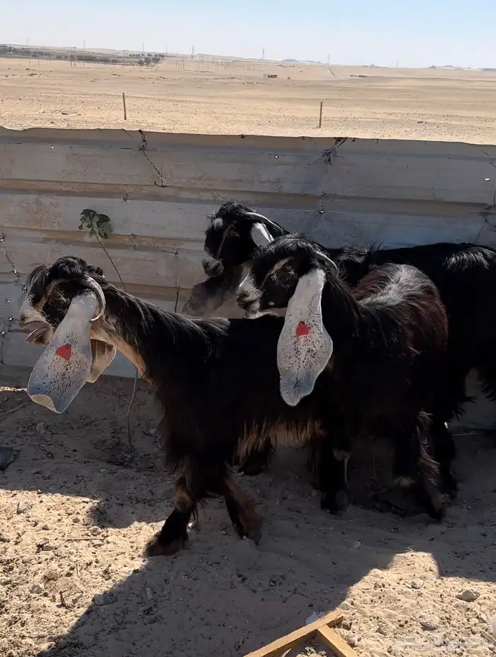 جفار عوارض طيبة 3