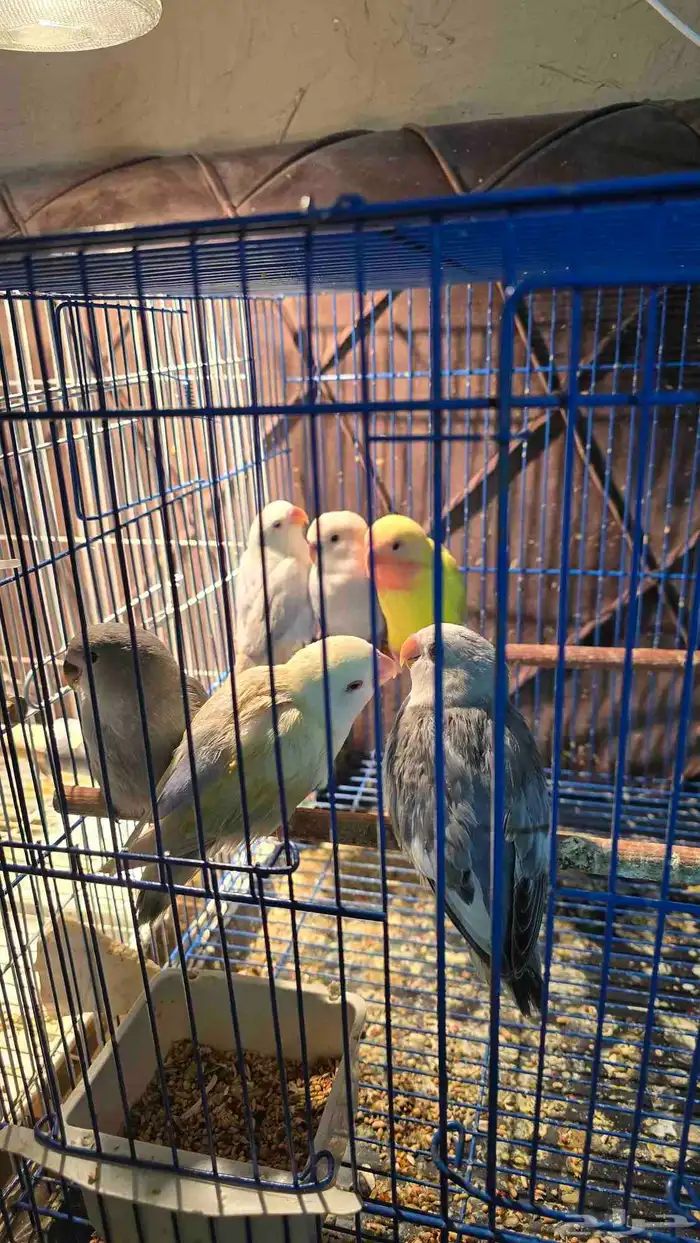 طيور فراخ وكبار 0