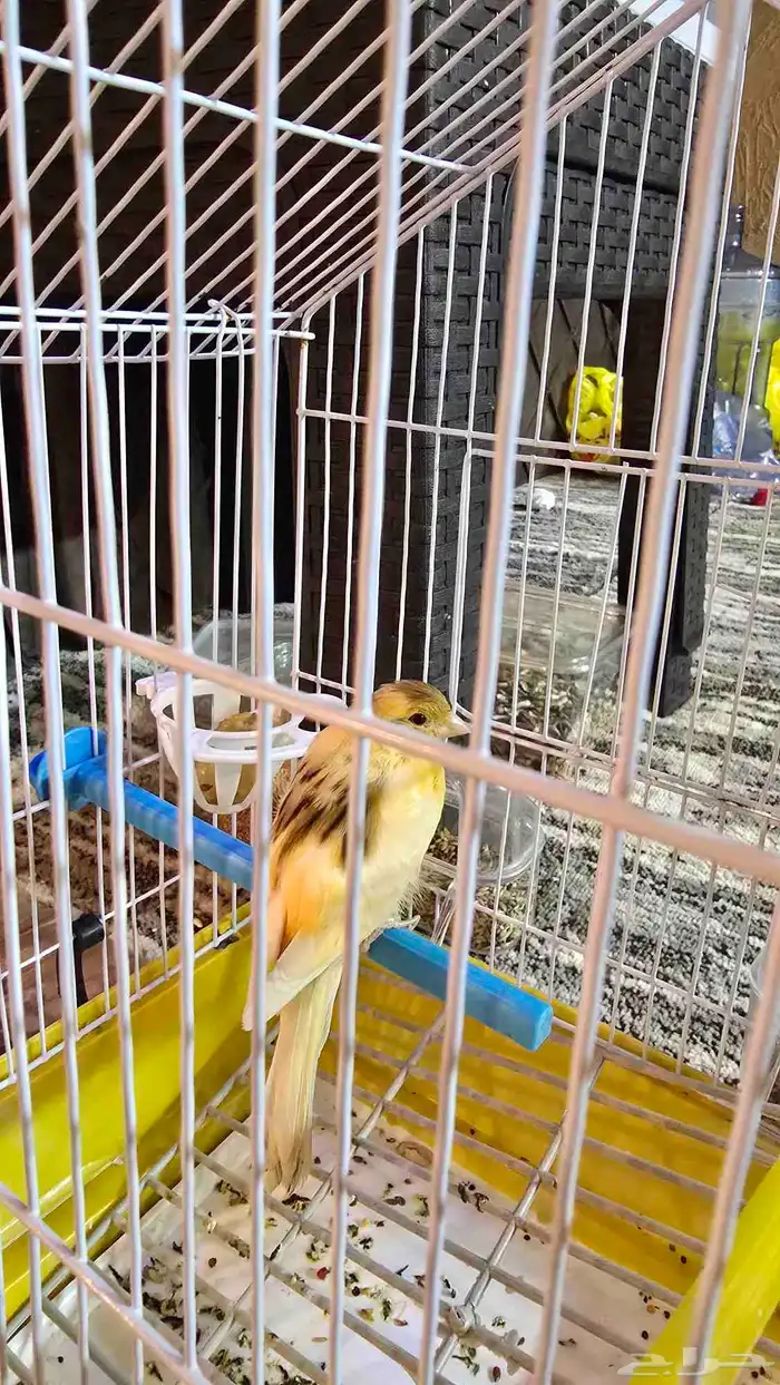 طيور فراخ وكبار 4