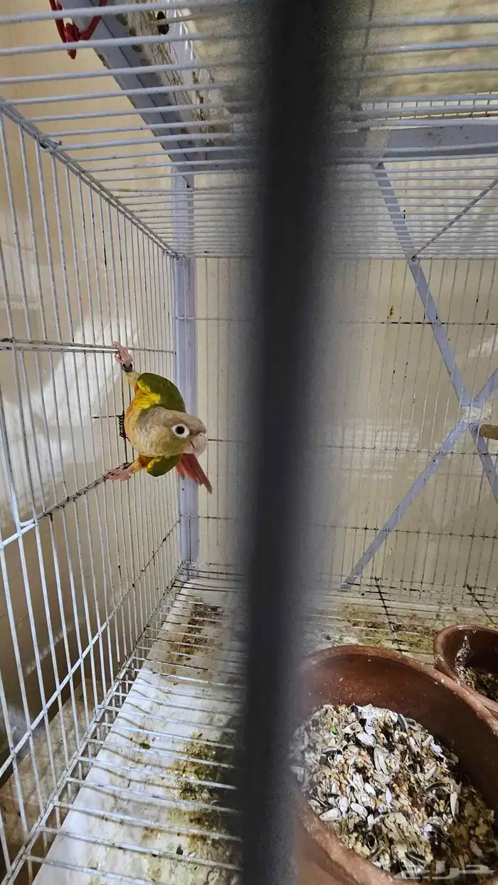 زوج كنيور اناناس غير اليف 0