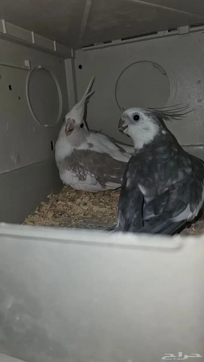 جوز كروان منتج 2