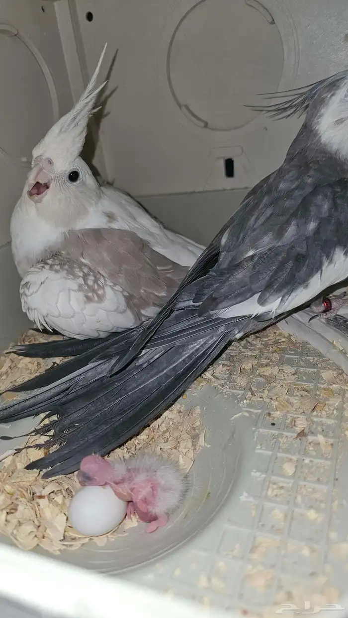 جوز كروان منتج 3