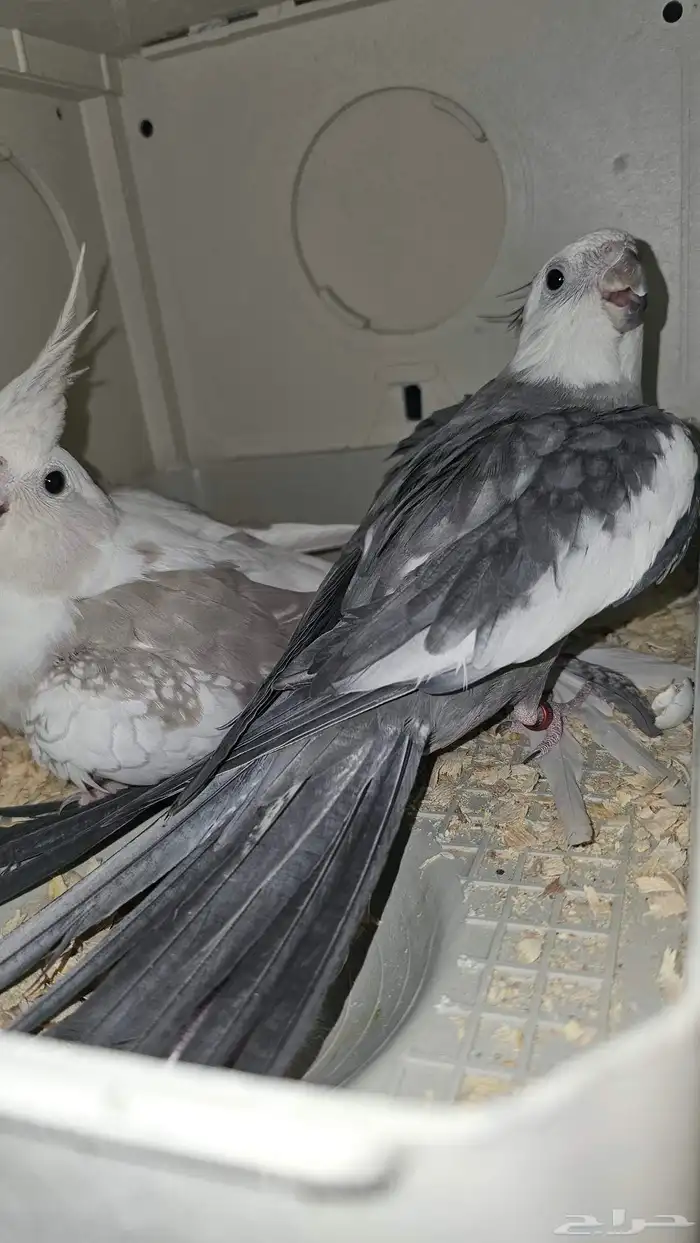 جوز كروان منتج 0