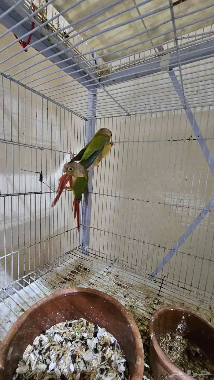 زوج كنيور اناناس غير اليف 5