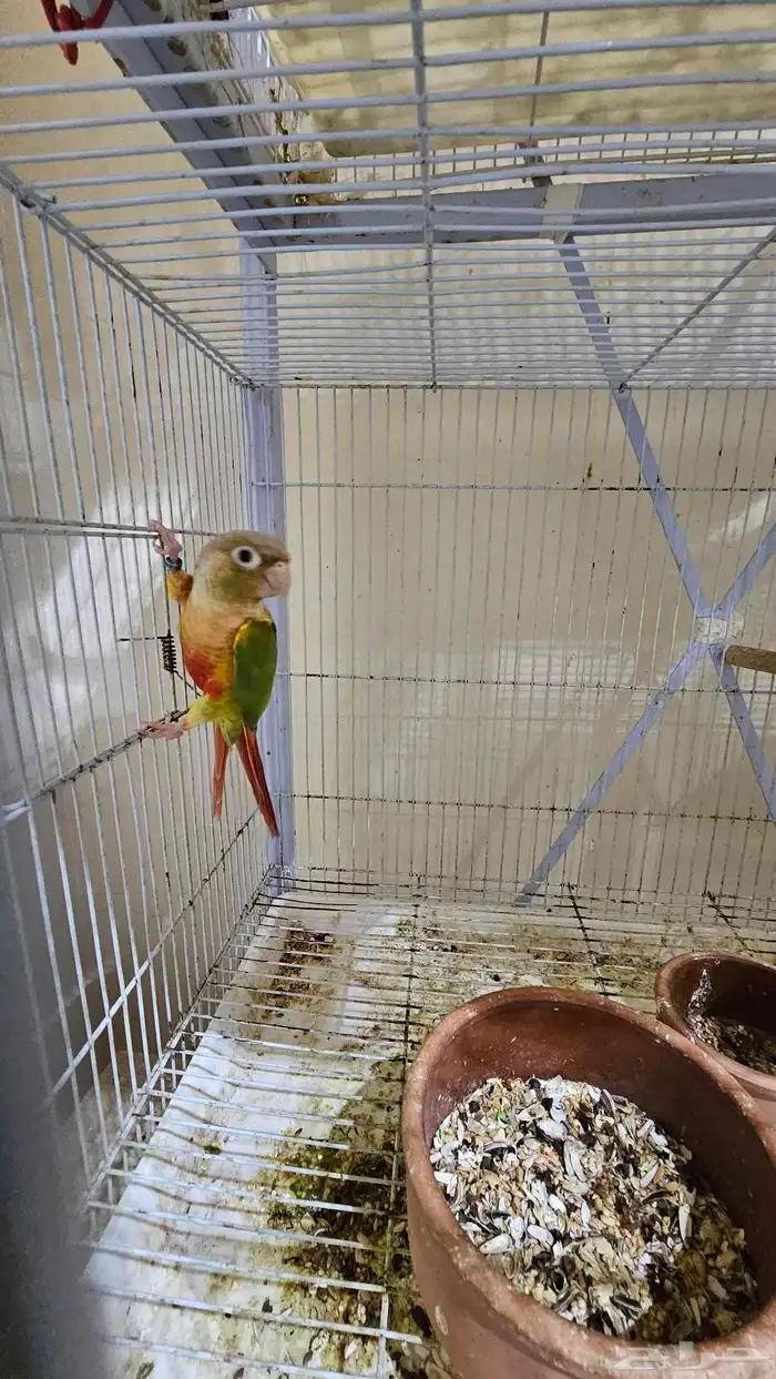 زوج كنيور اناناس غير اليف 1