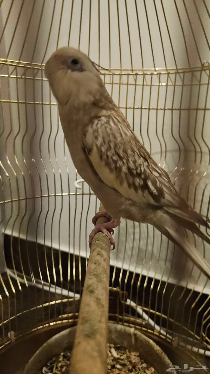 كروان هولندي 0