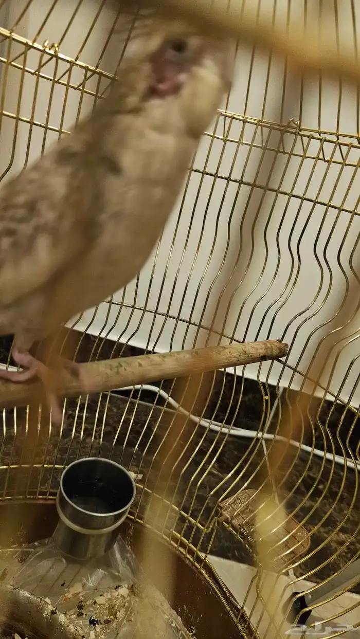 كروان هولندي 1