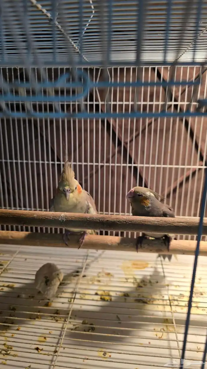 طيور فراخ وكبار 2