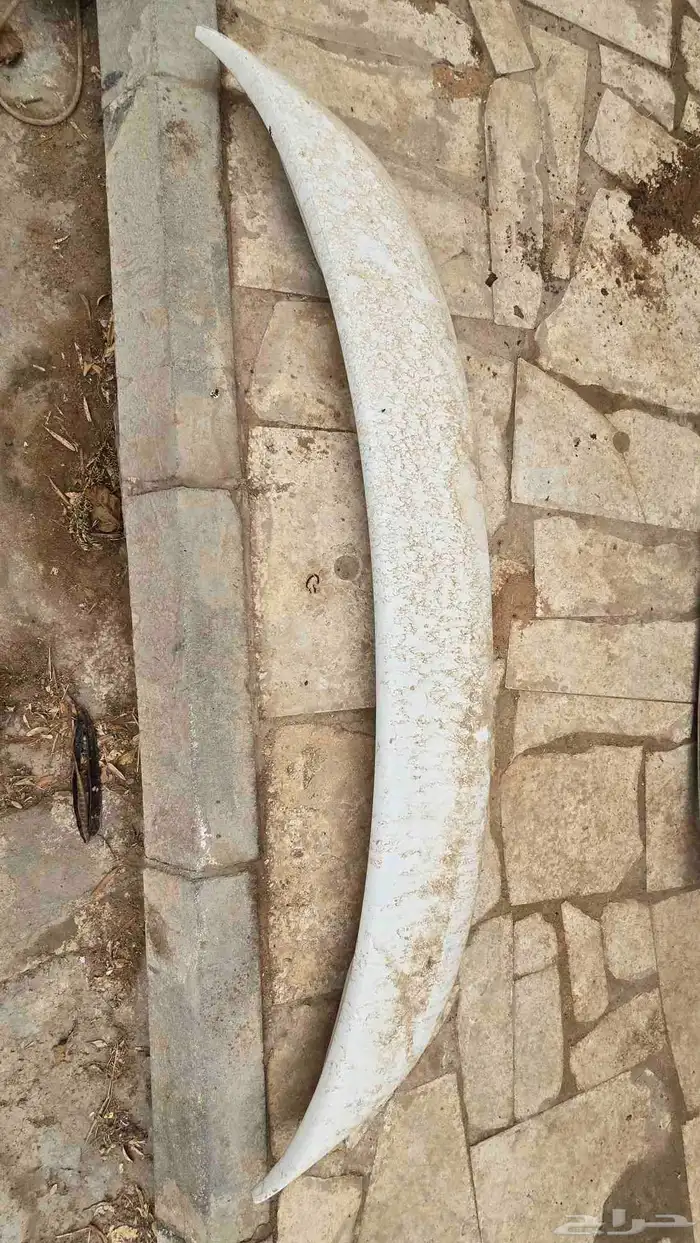 قطع مكسيما 2004-2007 4