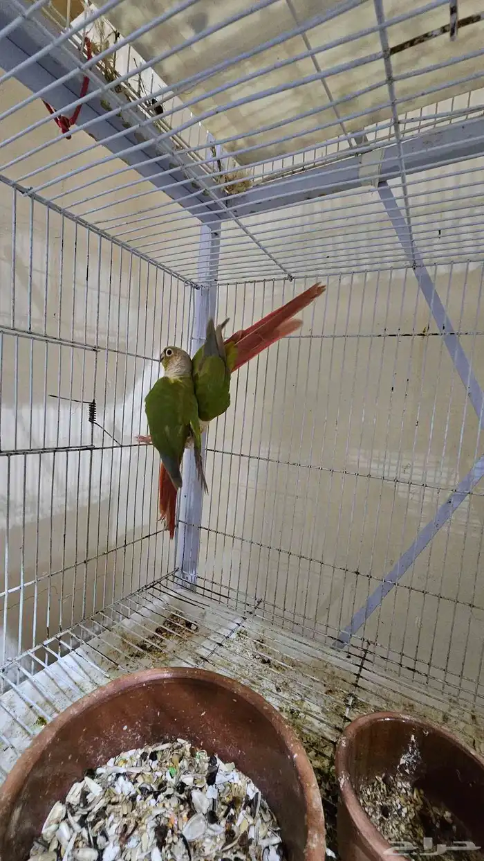 زوج كنيور اناناس غير اليف 2