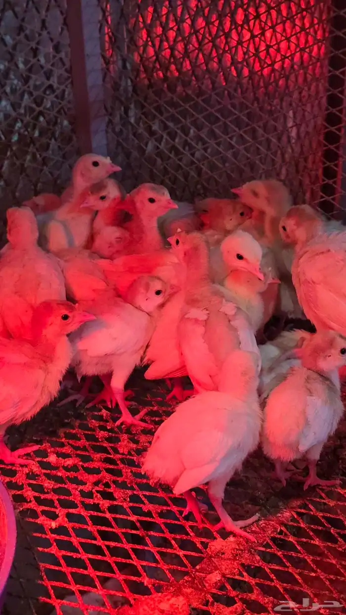 صيصان رومي فرنسي ابيض 0