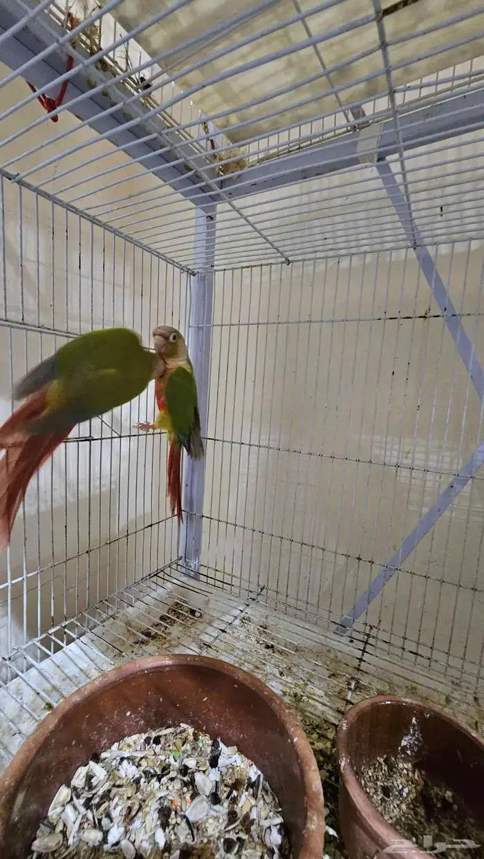 زوج كنيور اناناس غير اليف 3