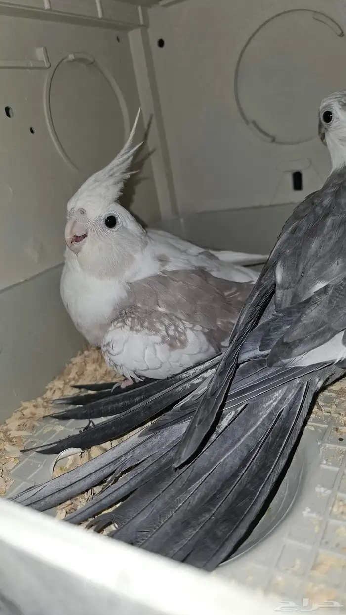 جوز كروان منتج 1