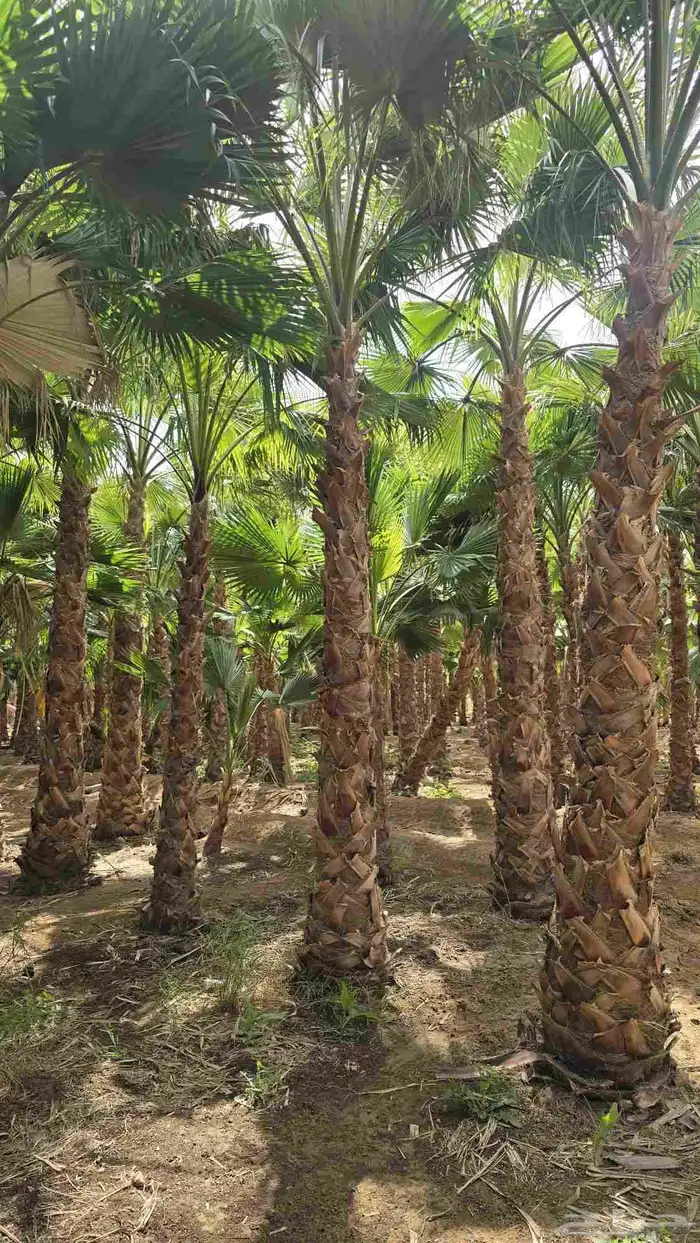 نخيل عربي نخيل واشنطني 3