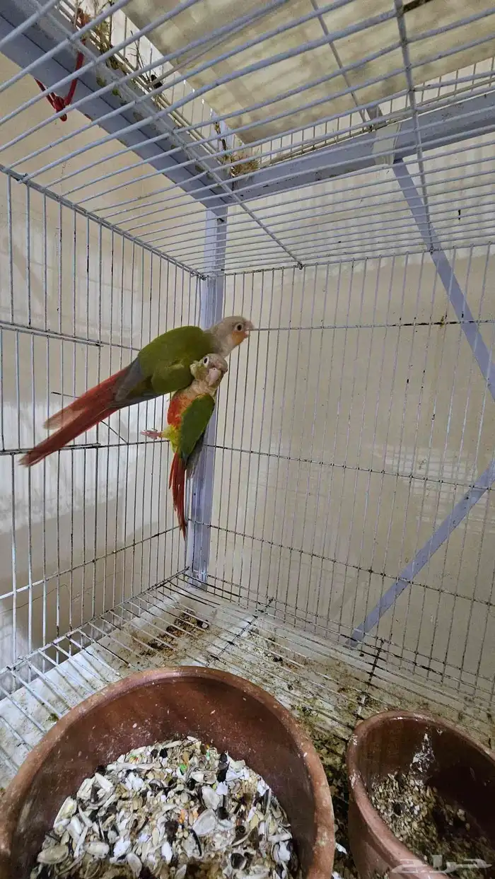 زوج كنيور اناناس غير اليف 4